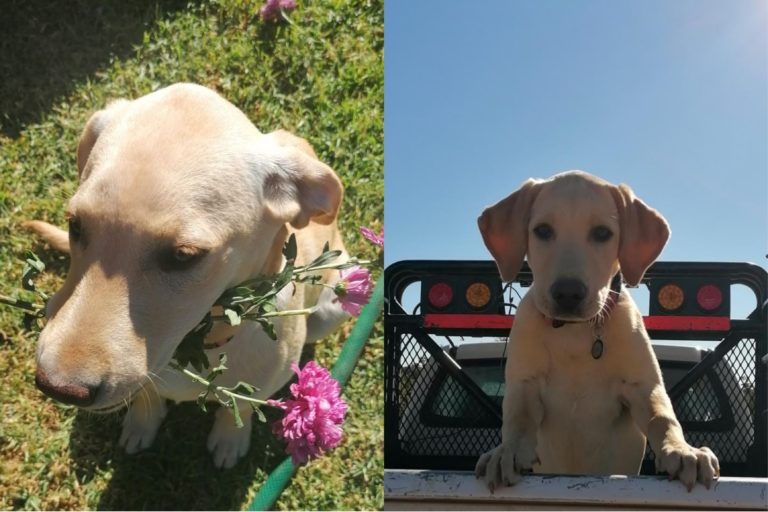 Labrador benodig dringend donasies na ongeluk haar been breek