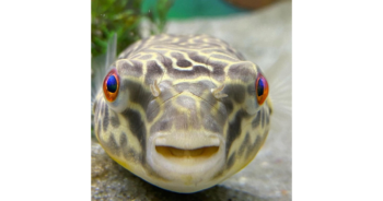 Meet Rona The Pufferfish with 300,000 TikTok followers