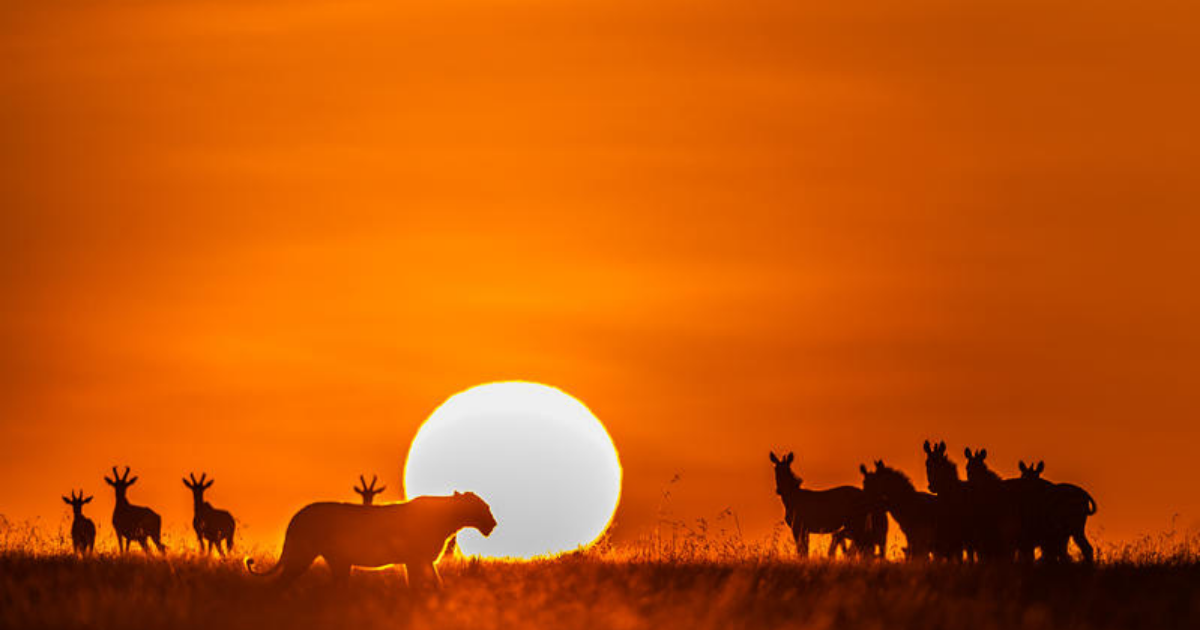 Masai Mara National Reserve - spectacular silhouettes