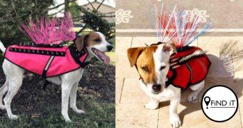A small family run business in the U.S. are creating spiked 'body armour' for dogs to keep them protected from coyotes and predatorial birds.