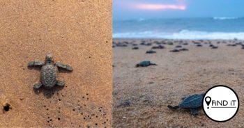 The new baby turtles or hatchlings emerge out of the nesting site and make their way back into the sea.