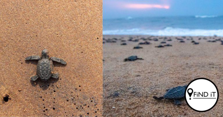 The new baby turtles or hatchlings emerge out of the nesting site and make their way back into the sea.