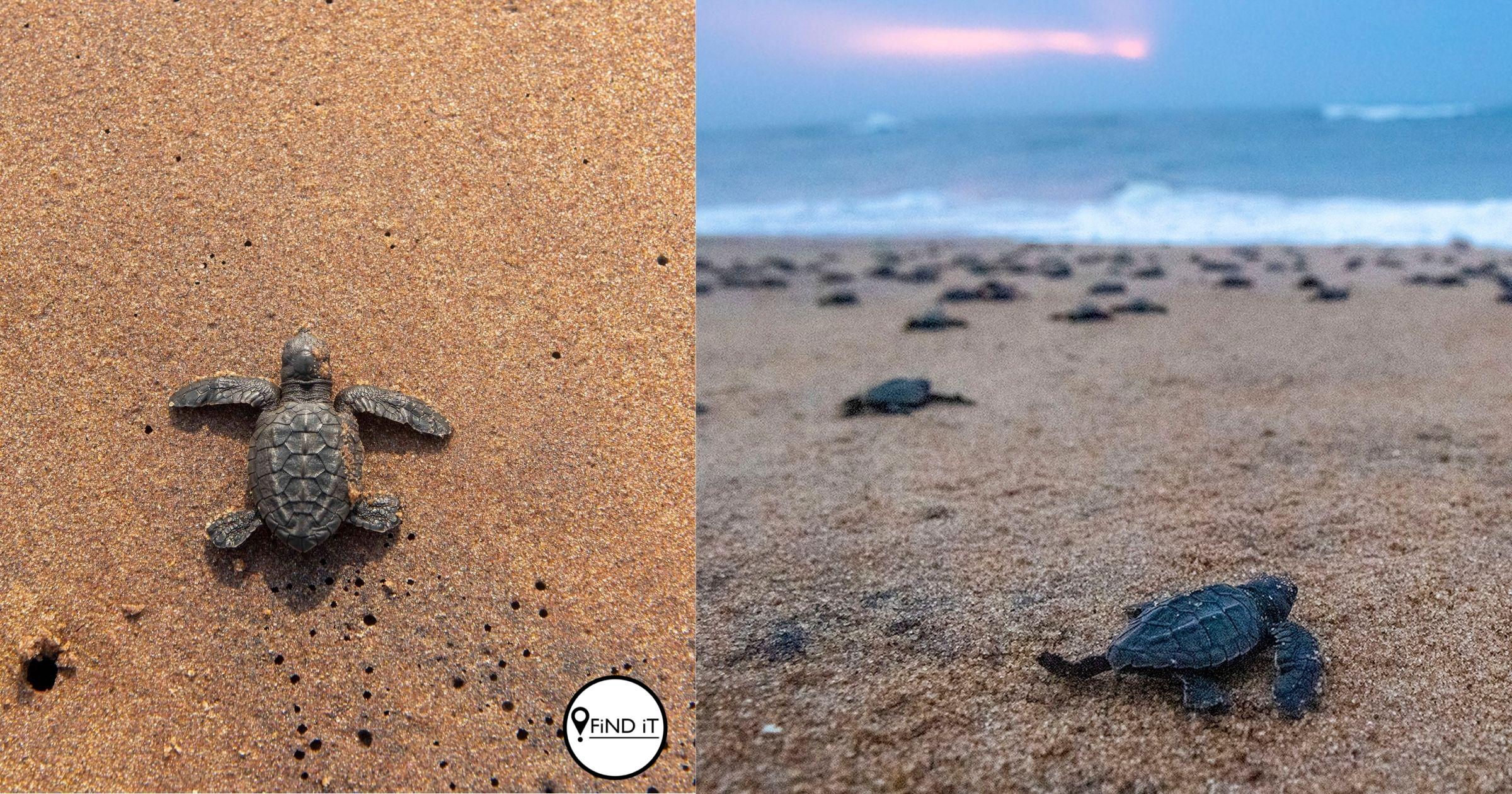 The new baby turtles or hatchlings emerge out of the nesting site and make their way back into the sea.