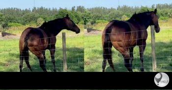 The horse became famous on Tik Tok as the twerking horse.