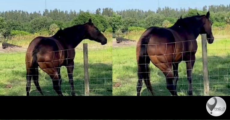 The horse became famous on Tik Tok as the twerking horse.