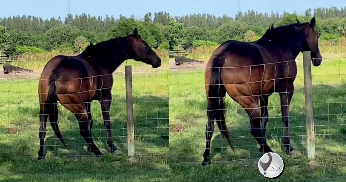 The horse became famous on Tik Tok as the twerking horse.