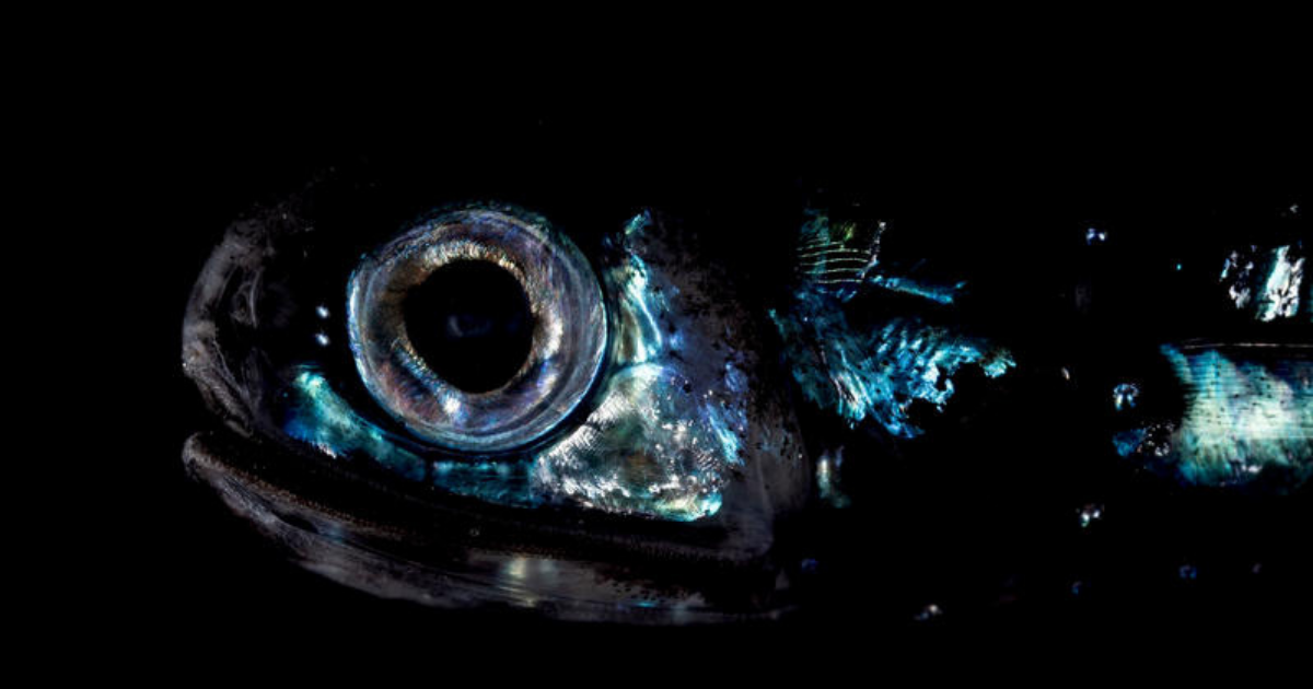 Robot dives to 3,000 feet to record bizarre glow in the dark creatures in Twilight Zone