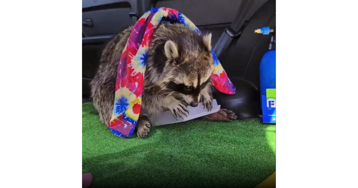 Vitya the raccoon is treated like a son and boasts 200K TikTok followers