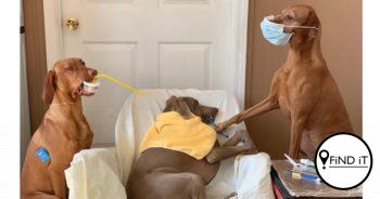 A trio of hard-working pups have been working overtime as they appear to be the world’s busiest dogs with 15 jobs.