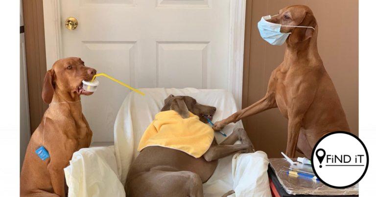 A trio of hard-working pups have been working overtime as they appear to be the world’s busiest dogs with 15 jobs.