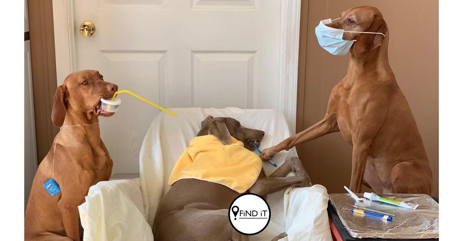 A trio of hard-working pups have been working overtime as they appear to be the world’s busiest dogs with 15 jobs.