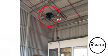 Bear rescued from warehouse rafters, Virginia, USA