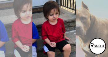 Seuntjie (3) deur honde verskeur toe hy by venster uitval