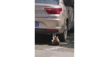 Funny Moment Clever Cat Uses Car Bumper To Do Workout Crunches