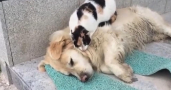 Cat Massages Back Of Sleeping Doggie Pal