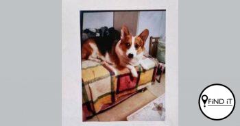 Eienaar van verlore hond bied huis as beloning aan