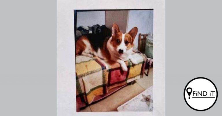 Eienaar van verlore hond bied huis as beloning aan