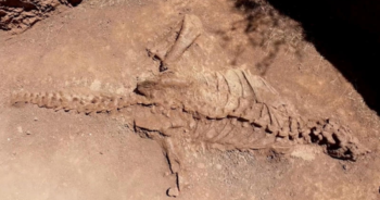 Scientists complete excavation of near-complete dinosaur skeleton in China