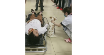 Adorable dog refuses to leave owner following serious accident