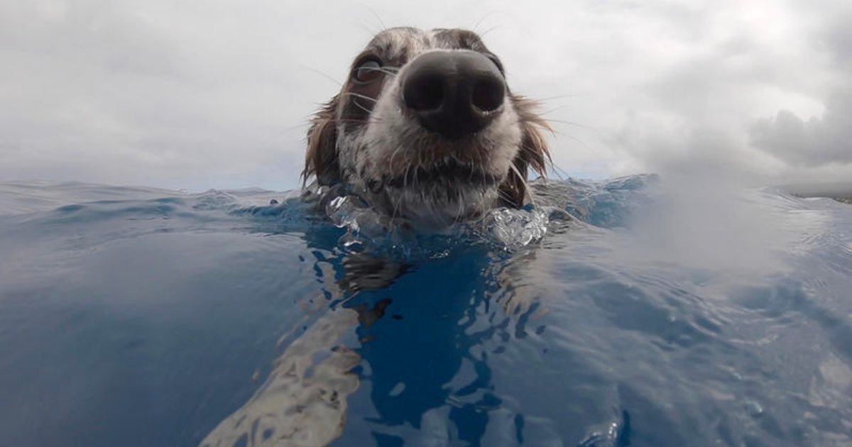 Adorable dog who loves the water tries to communicate and herd dolphins