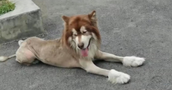 Locals stumped after dog shaved to look like lion sparking police alert
