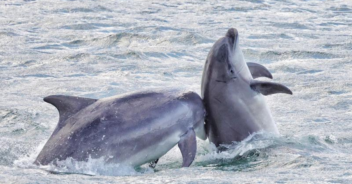 Dolphin tackles pals back itch with its snout in Scottish harbour