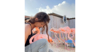 Cuddle with pretty flamingo tells a story of habitat loss in the Caribbean