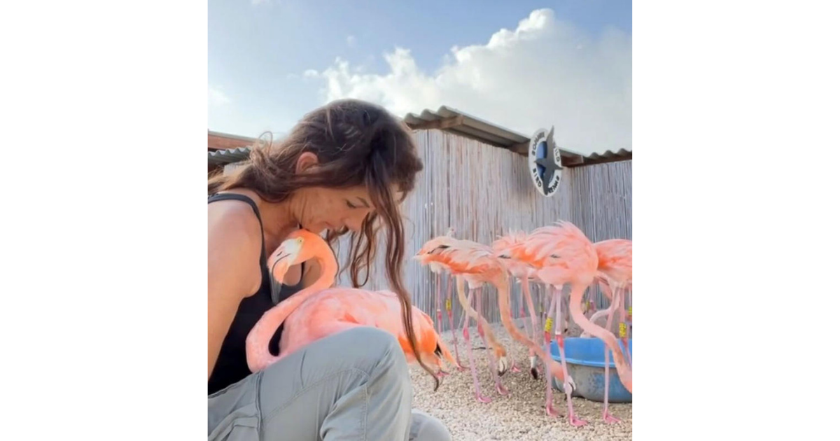 Cuddle with pretty flamingo tells a story of habitat loss in the Caribbean