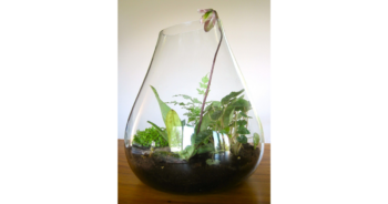 Glass gardens - spruce up your window sill with these glass gardens