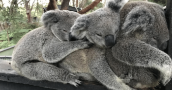 Bear hug! Adorable koala bears snuggle together to keep warm