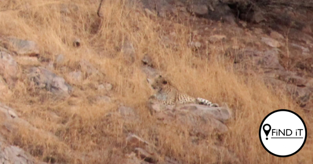 Camouflaged leopard blends into rocky hills