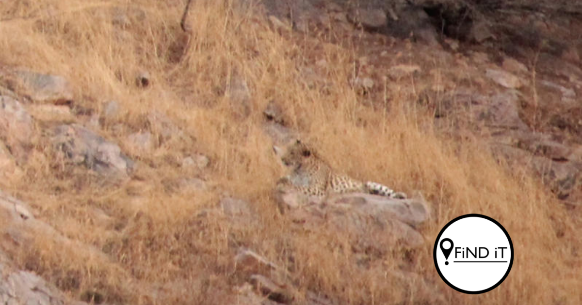 Camouflaged leopard blends into rocky hills
