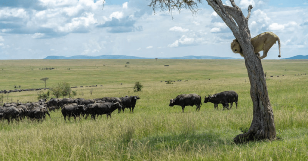 What a scaredy cat - lion clings onto tree after feeling from raging buffaloes