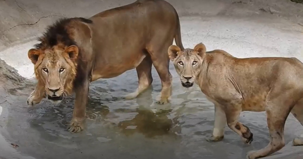Lioness Dies Of COVID At Indian Zoo As 8 Other Lions Infected