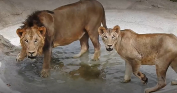 Lioness Dies Of COVID At Indian Zoo As 8 Other Lions Infected