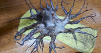Astonished fishermen pull octopus with 32 tentacles from ocean