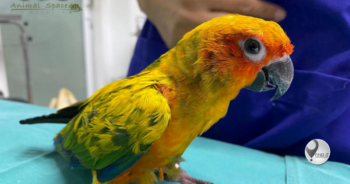 Parrot swallows 21 diamonds after raid on owners jewellery box