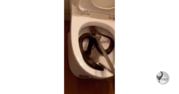 Huge snake spotted in toilet by terrified woman