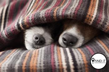 Hou jou viervoetige kinders so warm die winter