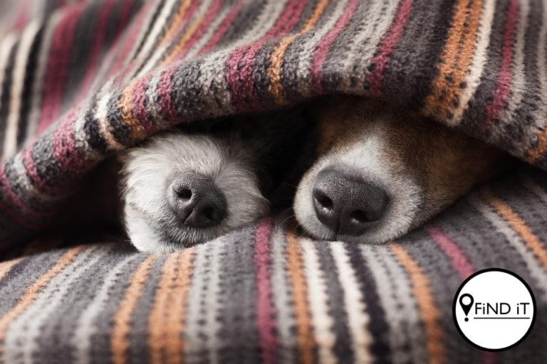 Hou jou viervoetige kinders so warm die winter