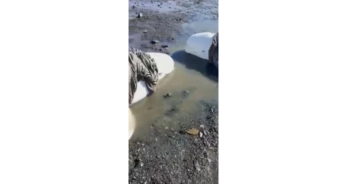 Villagers band together to rescue two beautiful white whales