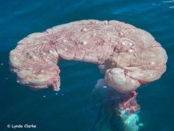 Rare verskynsel: Walvisplasenta dryf op die water