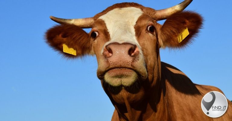 Traceability and biosecurity essential for SA’s beef industry