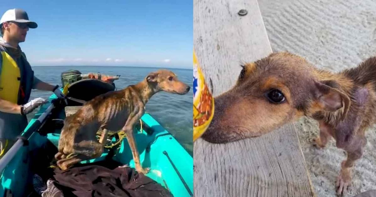 Fotograaf red sterwende hond van afgeleë eiland