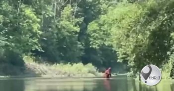Man beweer hy het "Bigfoot" op video vasgelê