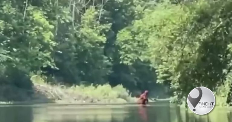 Man beweer hy het "Bigfoot" op video vasgelê