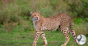 Captive cheetah attacks volunteer at SA wildlife facility