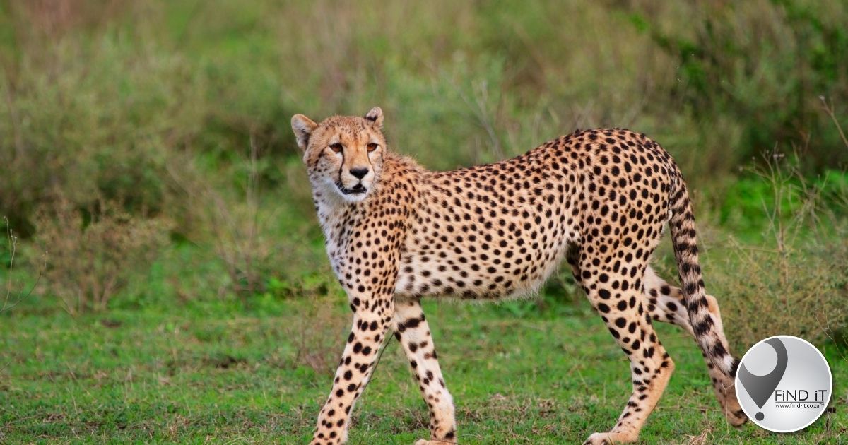 Captive cheetah attacks volunteer at SA wildlife facility