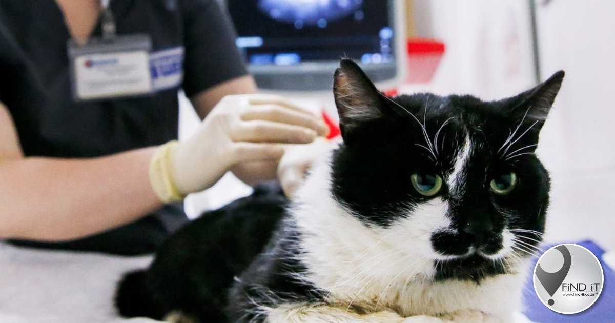 Covid common in pets – study