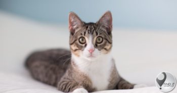 Katte verdwyn oornag, oorskot op ander se stoep gevind